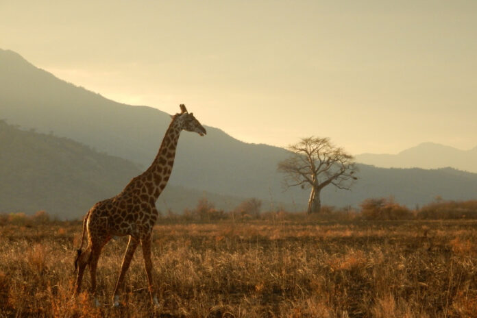 Lepogo Lodges: Africa's potential most eco-friendly safari
