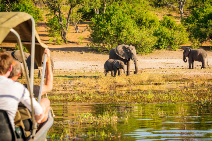 The Masai Mara National Game Reserve bans private vehicles