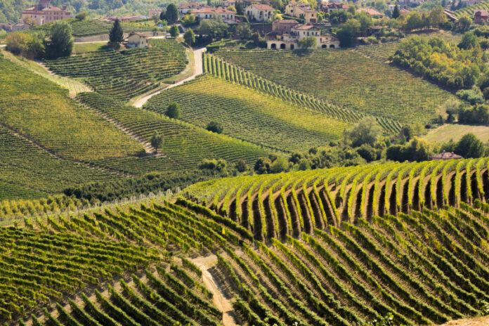 Heritage in every bottle: UN Tourism Global Conference on Wine