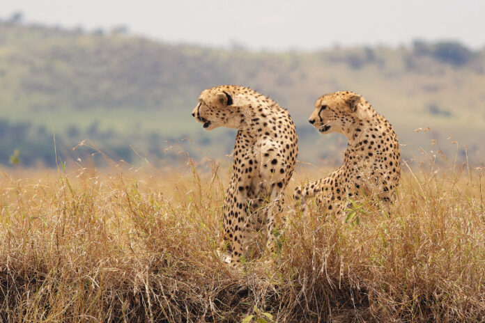 Samara Karoo Reserve is launching a cheetah-tracking package