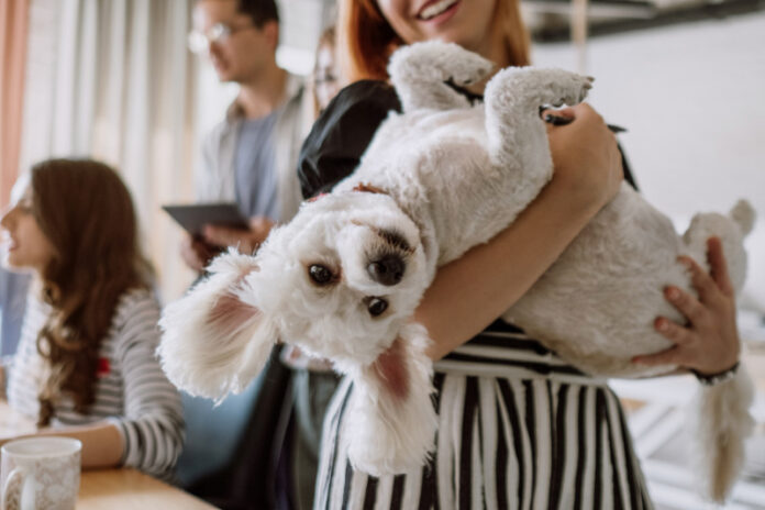 Exploring the link between sustainability and traveling with pets